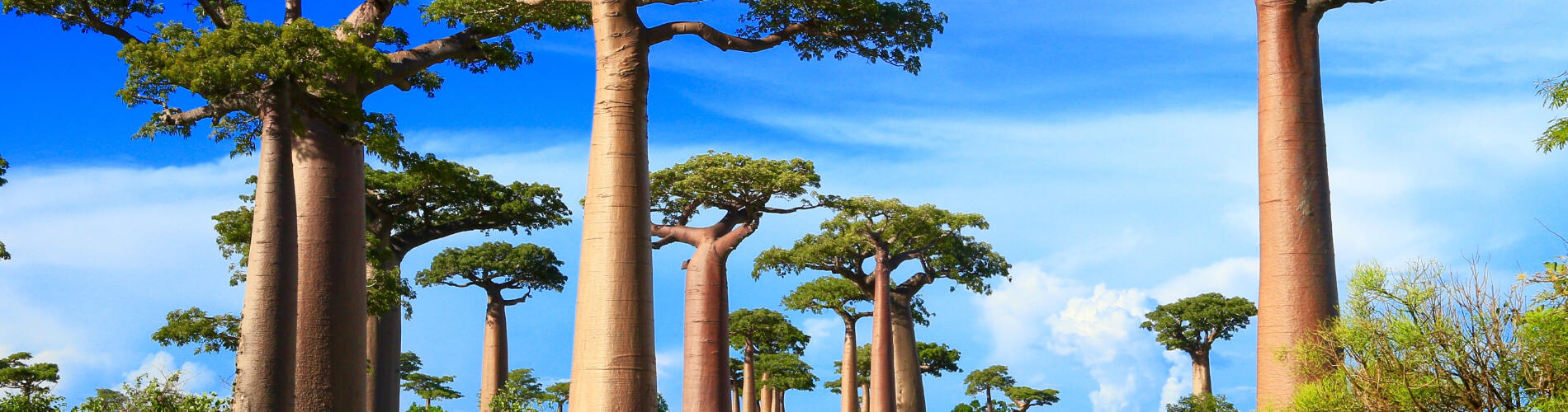 Мадагаскар, Африка