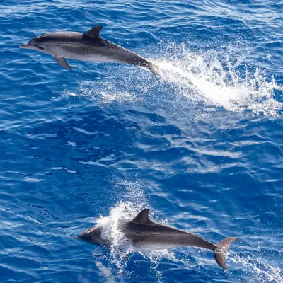 Teneriffa, Kanaren, Spanien, Europa