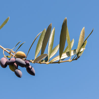 Kalamata, Griechisches Festland, Griechenland, Europa